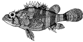 Scorpaenodes arenai_claves.jpg